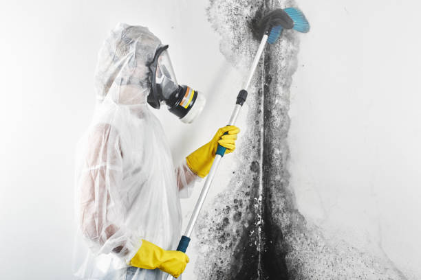 Best Mold Prevention Services  in Carson City, NV